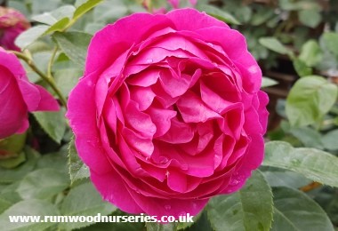 Ascot - Nostalgic Rose - Bare Rooted