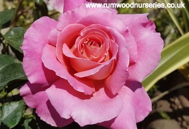 Audrey Wilcox - Hybrid Tea - Bare Rooted