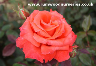Beauty Star - Hybrid Tea - Bare Rooted