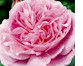 English Roses