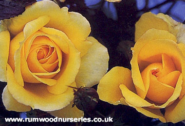 Especially for You - Hybrid Tea - Bare Rooted