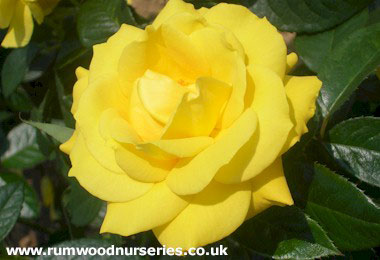 Golden Wedding - Standard - Bare Rooted