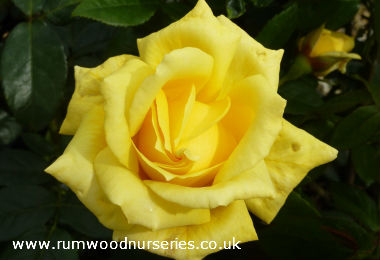 King's Ransom - Hybrid Tea - Bare Rooted
