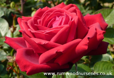 Loving Memory Potted Rose - Gift Set
