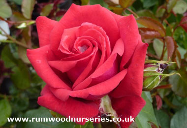 National Trust - Hybrid Tea - Bare Rooted