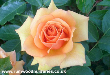 Simply The Best - Hybrid Tea - Potted