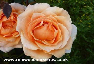 Special Occasion - Hybrid Tea - Bare Rooted