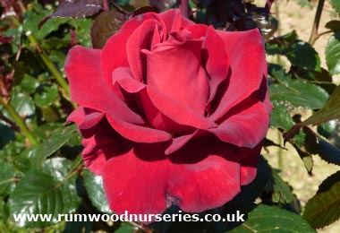 Thinking of You - Hybrid Tea - Potted