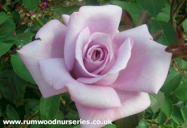 Twice in a Blue Moon - Hybrid Tea - Potted