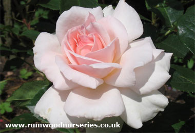 A Whiter Shade of Pale - Hybrid Tea - Bare Rooted