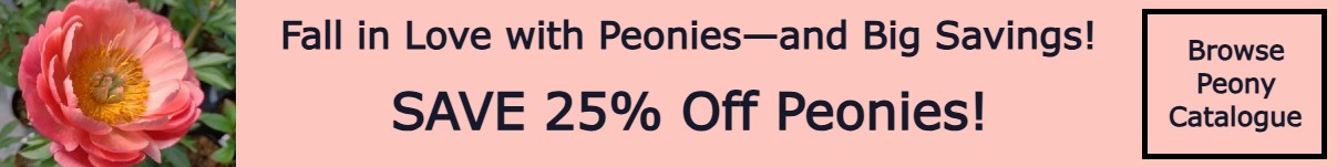 Peony Offer Peony Offer