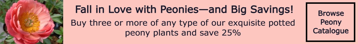 Peony Offer Peony Offer