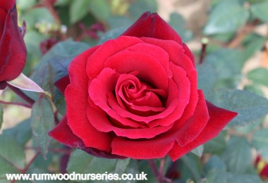 Barkarole - Hybrid Tea - Potted