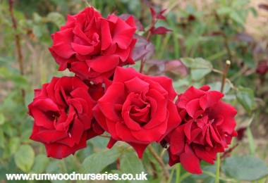 Black Magic - Hybrid Tea - Potted