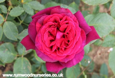 Black Perfumella - Hybrid Tea - Potted