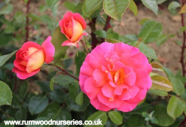 Ginger Honey - Floribunda - Potted