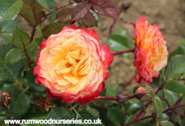 Meteor - Floribunda - Potted