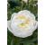 Peony Duchesse de Nemours - view 2