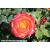 Tequila Sunrise - Hybrid Tea - Bare Rooted - view 2