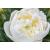 Peony Duchesse de Nemours - view 1