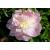 Peony Alertie - view 2