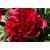 Peony Red Grace - view 1