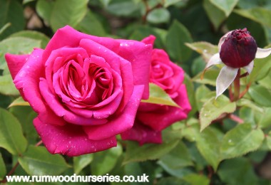 Noblesse - Hybrid Tea - Bare Rooted