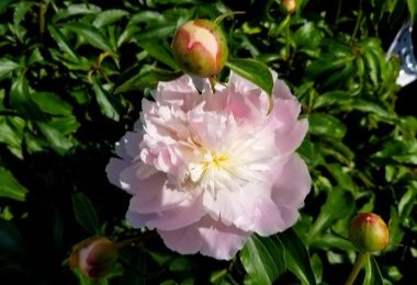 Peony Alertie