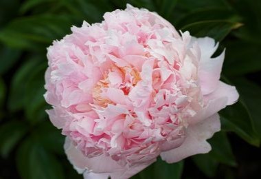 Peony Angel Cheeks