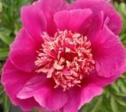 Benefits of Peonies