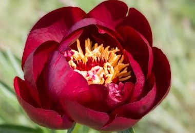 Peony Buckeye Belle