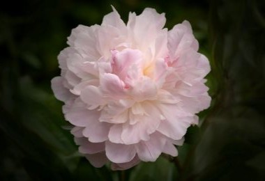 Peony Catherina Fontijn