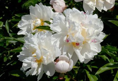 Peony Gardenia