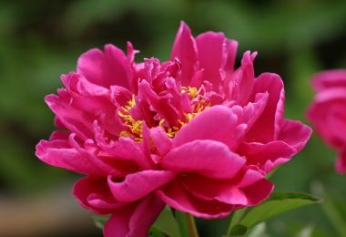 Peony Karl Rosenfield