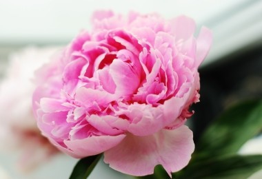 Peony Pink Cameo