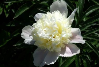 Peony Primevere