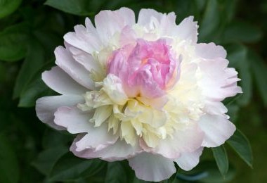 Peony Raspberry Sundae