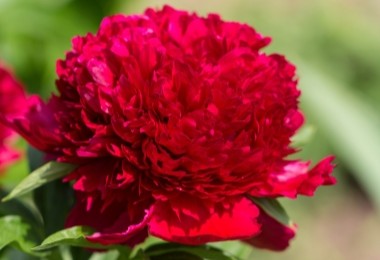 Peony Red Charm