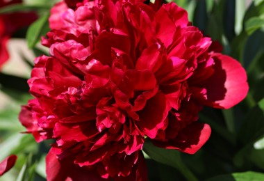 Peony Red Grace