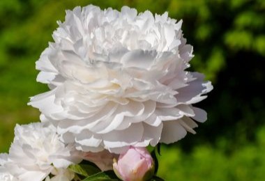 Peony Snow Cloud