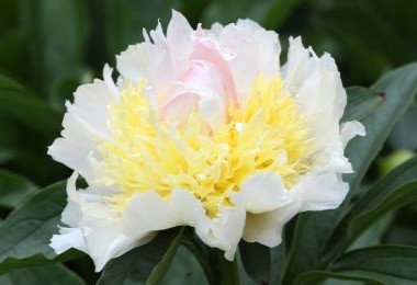 Peony Top Brass