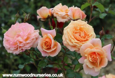 Peach Melba - Climber - Potted