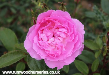 Romantica - Hybrid Tea - Potted