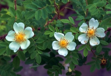 Rosa Spinosissima - Shrub - Potted