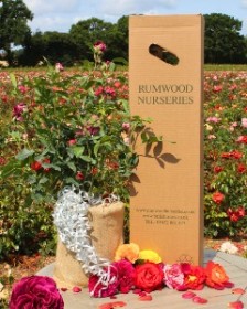 Special Occasion Rose Gift Sets
 Special Occasion Rose Gift Sets