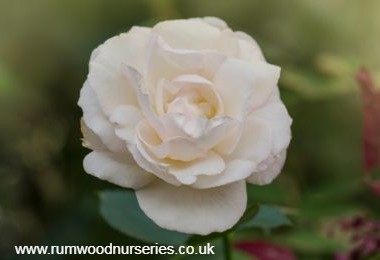 Sugar Moon - Standard - Bare Rooted
