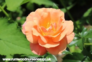 Together Forever Potted Rose - Gift Set